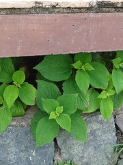 Boehmeria splitgerbera