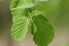 Corylus avellana