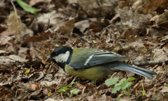 Parus major