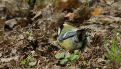 Parus major