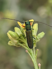 Phytoecia caerulea