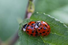 Harmonia axyridis