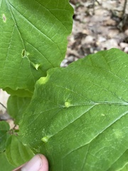 Hormaphis hamamelidis