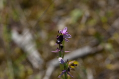 Ophrys bertolonii bertolonii