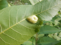 Phylloxera notabilis