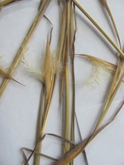 Andropogon virginicus virginicus