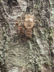 Neocicada hieroglyphica