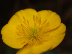 Ranunculus bupleuroides