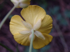 Ranunculus bupleuroides
