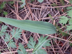 Ranunculus bupleuroides