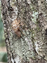 Neocicada hieroglyphica