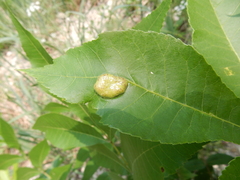 Phylloxera notabilis