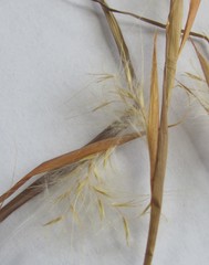 Andropogon virginicus virginicus