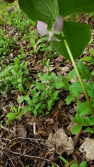 Trillium cernuum