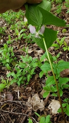 Trillium cernuum