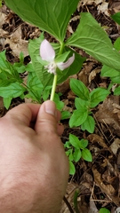 Trillium cernuum