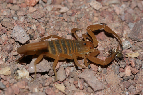 Arizona bark scorpion