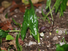 Arisarum proboscideum