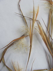 Andropogon virginicus virginicus