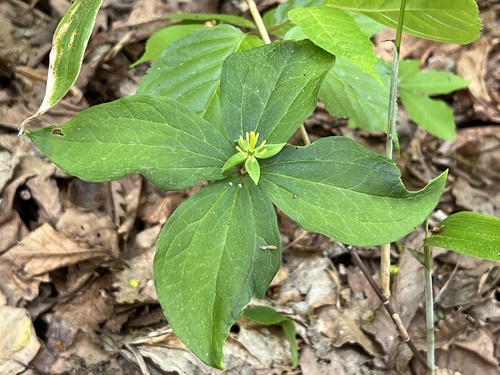 Paris tetraphylla iNat (1)