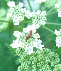 Anaspis maculata