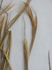 Andropogon virginicus virginicus