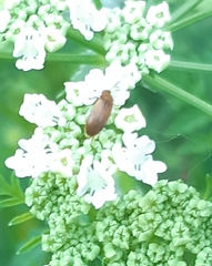 Anaspis maculata