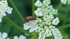 Anaspis maculata