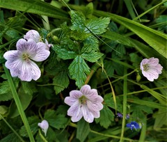 Geranium versicolor