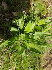 Cirsium monspessulanum