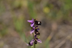 Ophrys bertolonii bertolonii
