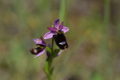 Ophrys bertolonii bertolonii