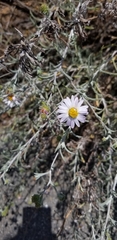 Erigeron filifolius
