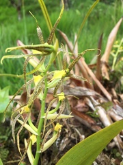 Brassia pozoi