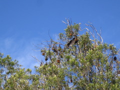 Pteropus poliocephalus
