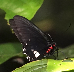 Parides panares