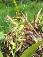 Brassia pozoi