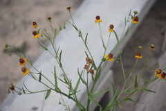 Helenium microcephalum