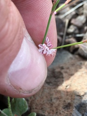 Eriogonum vimineum
