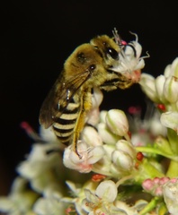 Colletes slevini