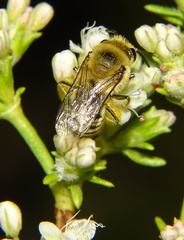 Colletes slevini