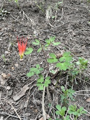 Aquilegia elegantula