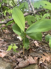 Convallaria pseudomajalis