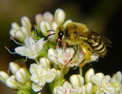 Colletes slevini