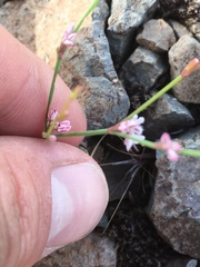 Eriogonum vimineum
