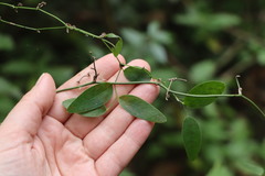 Smilax campestris