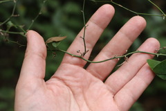 Smilax campestris