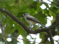 Baeolophus bicolor