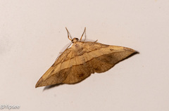 Hypochrosis hyadaria