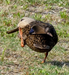 Anas fulvigula maculosa